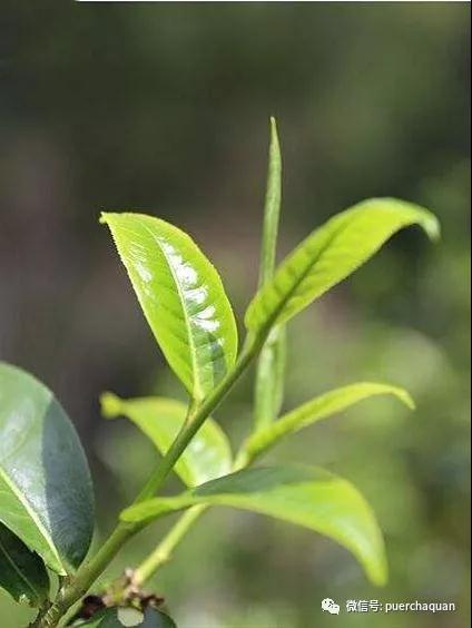 斗罗大陆动漫久久亚洲国产精品成人av秋霞，魂师的觉醒，一段奇幻之旅的启程